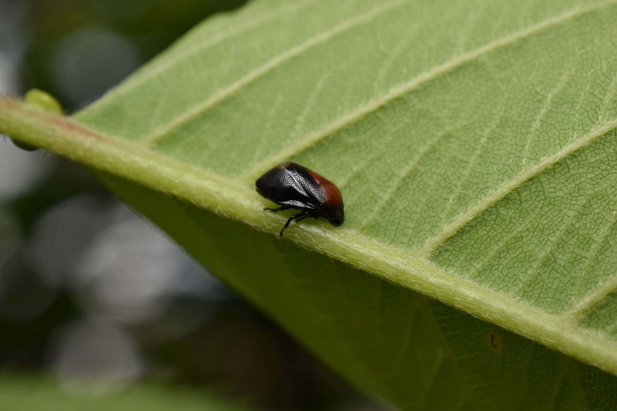 Image of Hindoloides bipunctata (Haupt 1924)