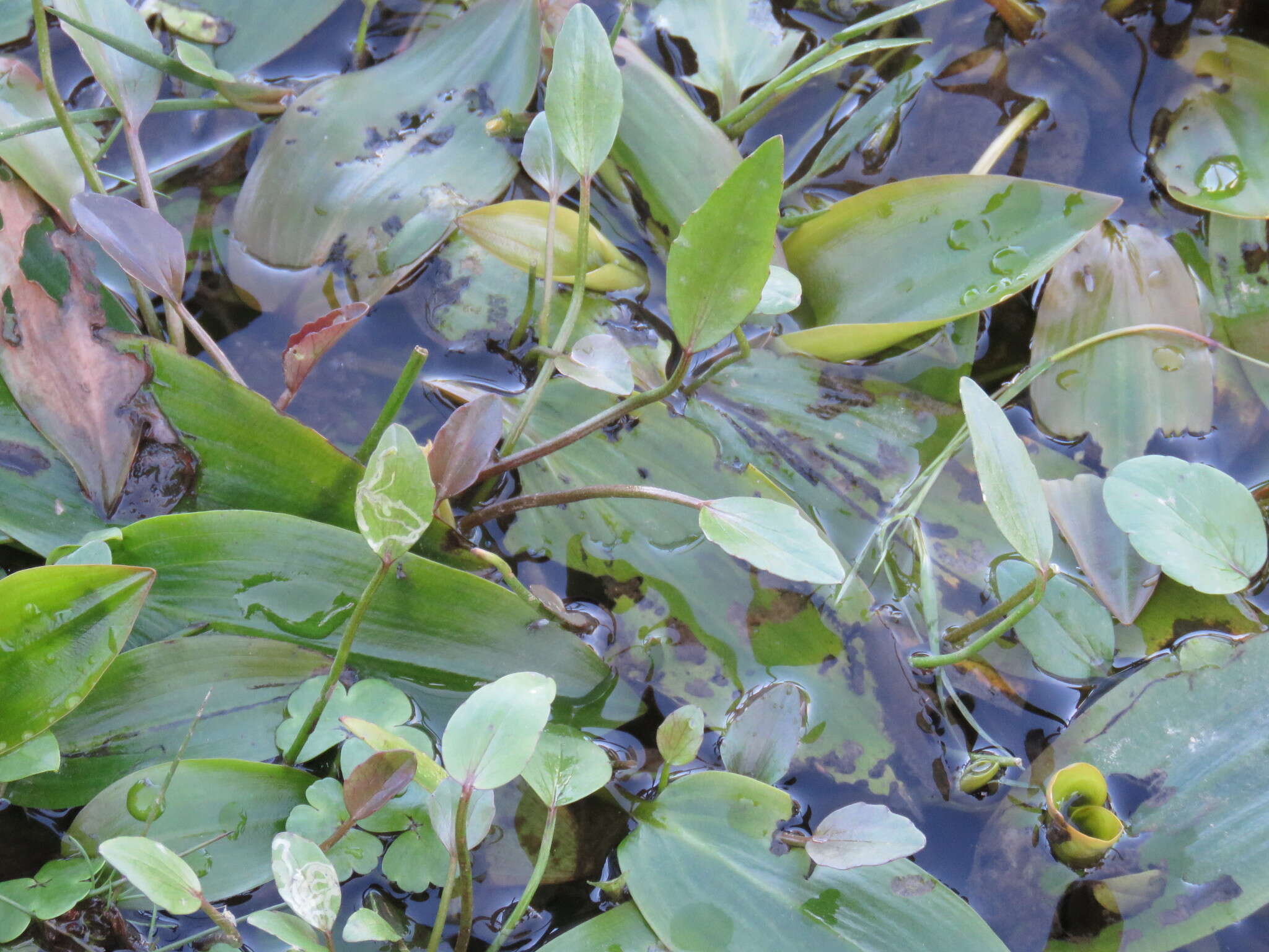 Image of Bog Pondweed