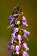 Image of Erica intervallaris var. intervallaris