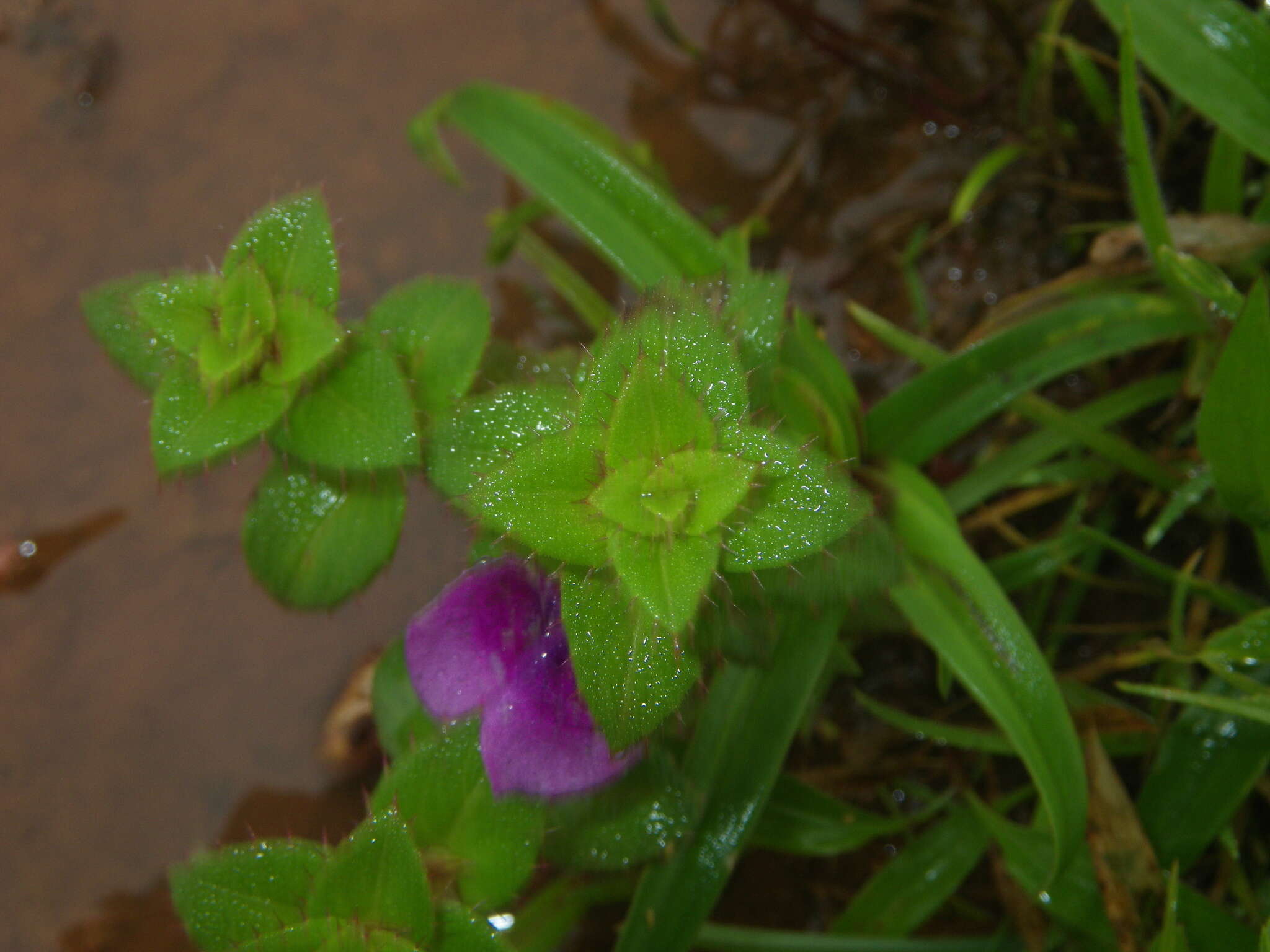 Image of Impatiens lawii Hook. fil. & Thoms.