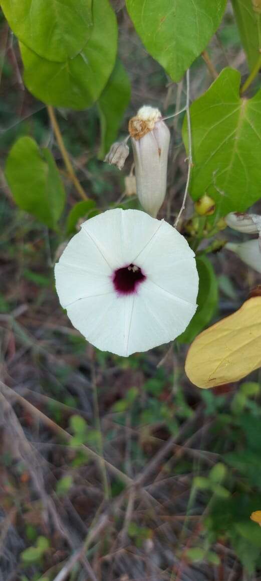 Plancia ëd Ipomoea anisomeres Robinson & Bartlett