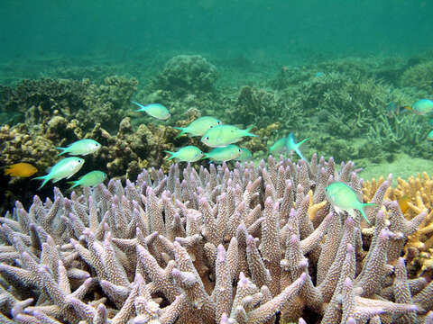 Image of Black-axil chromis