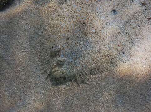 Image of Maculated Flounder