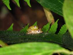 Image of Caretta Robber Frog