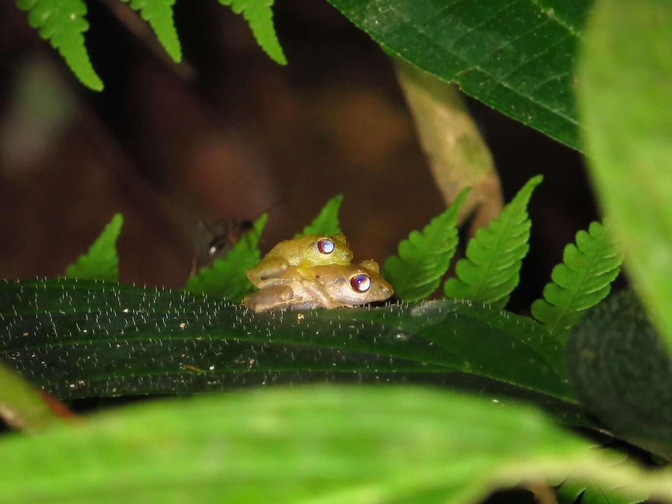 Image of Caretta Robber Frog