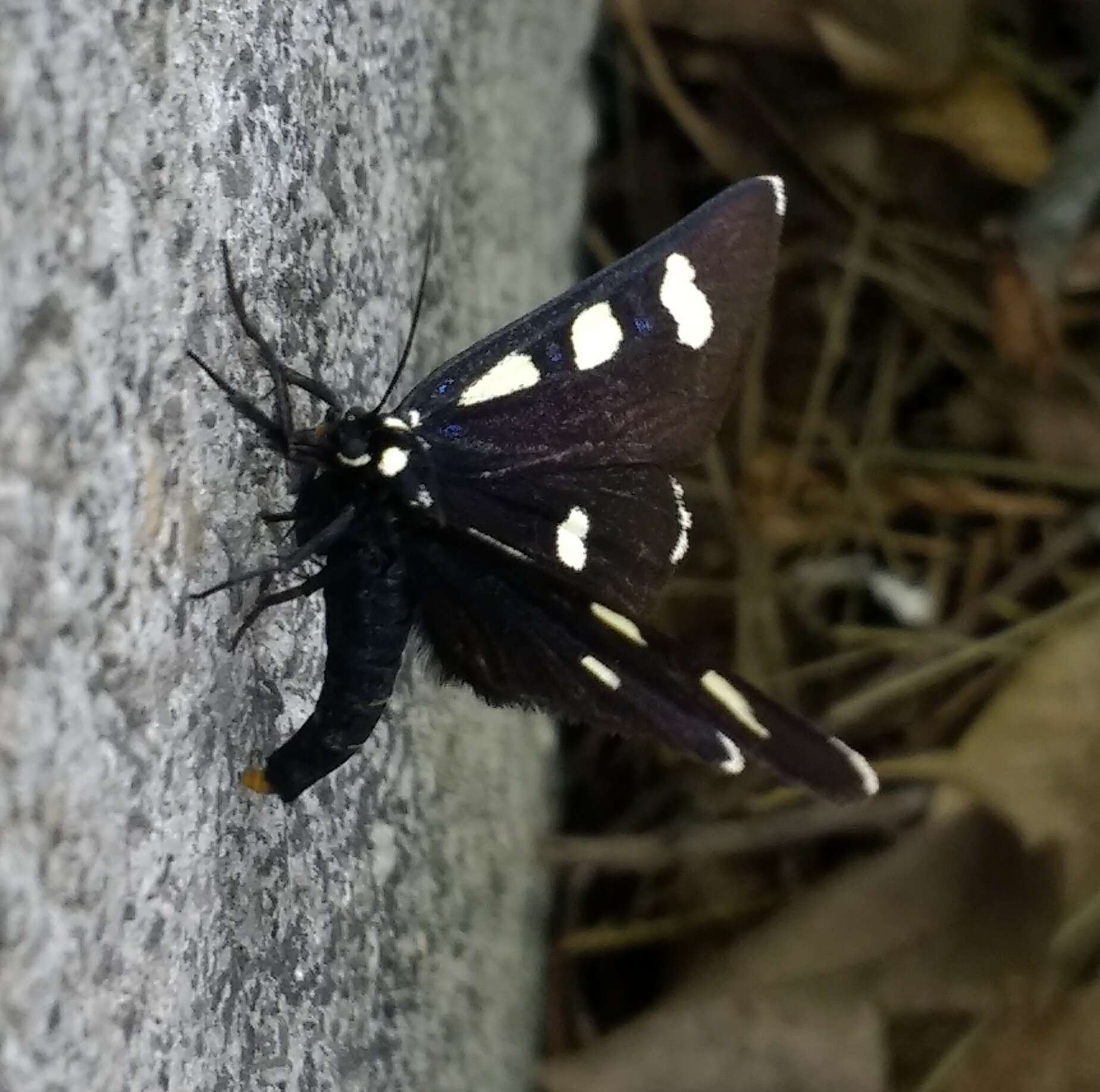 Image of Two-spotted Forester