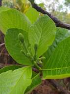 Image of Tocoyena formosa (Cham. & Schltdl.) K. Schum.