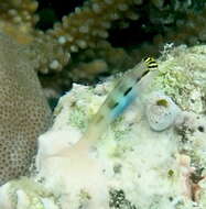 Image of Banda coralblenny