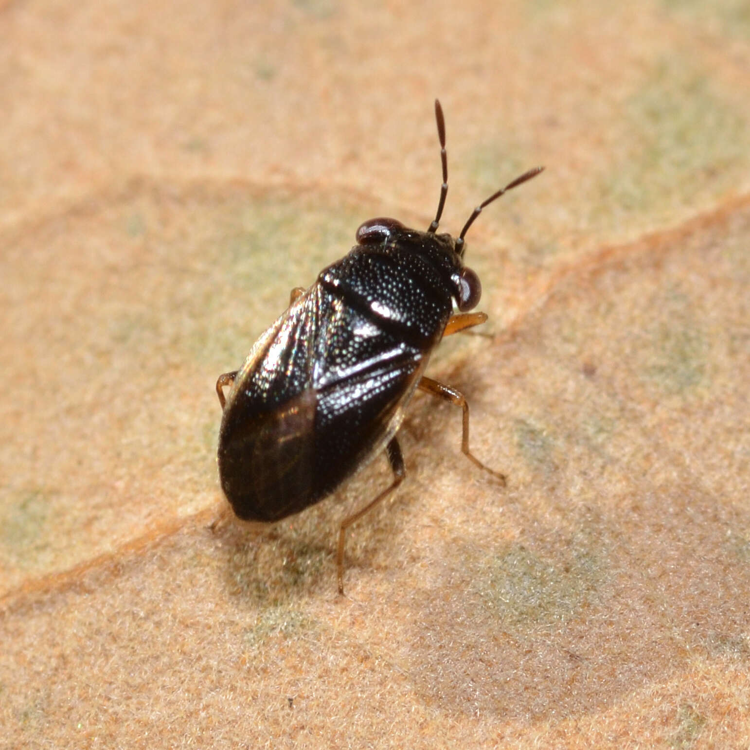 Image of <i>Geocoris uliginosus</i>