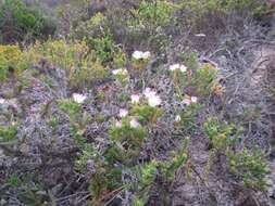 Image of Delosperma patersoniae (L. Bol.) L. Bol.