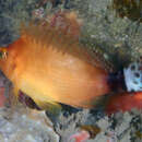 Image of Spottedtail hawkfish