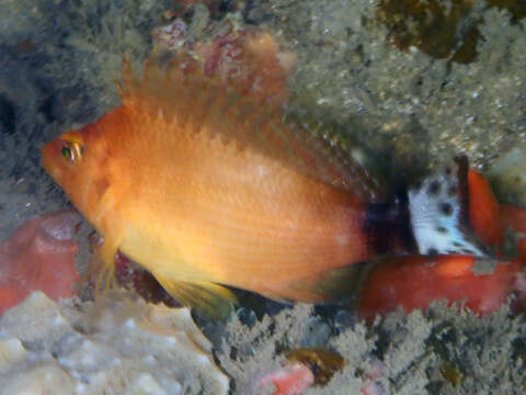 Image of Spottedtail hawkfish