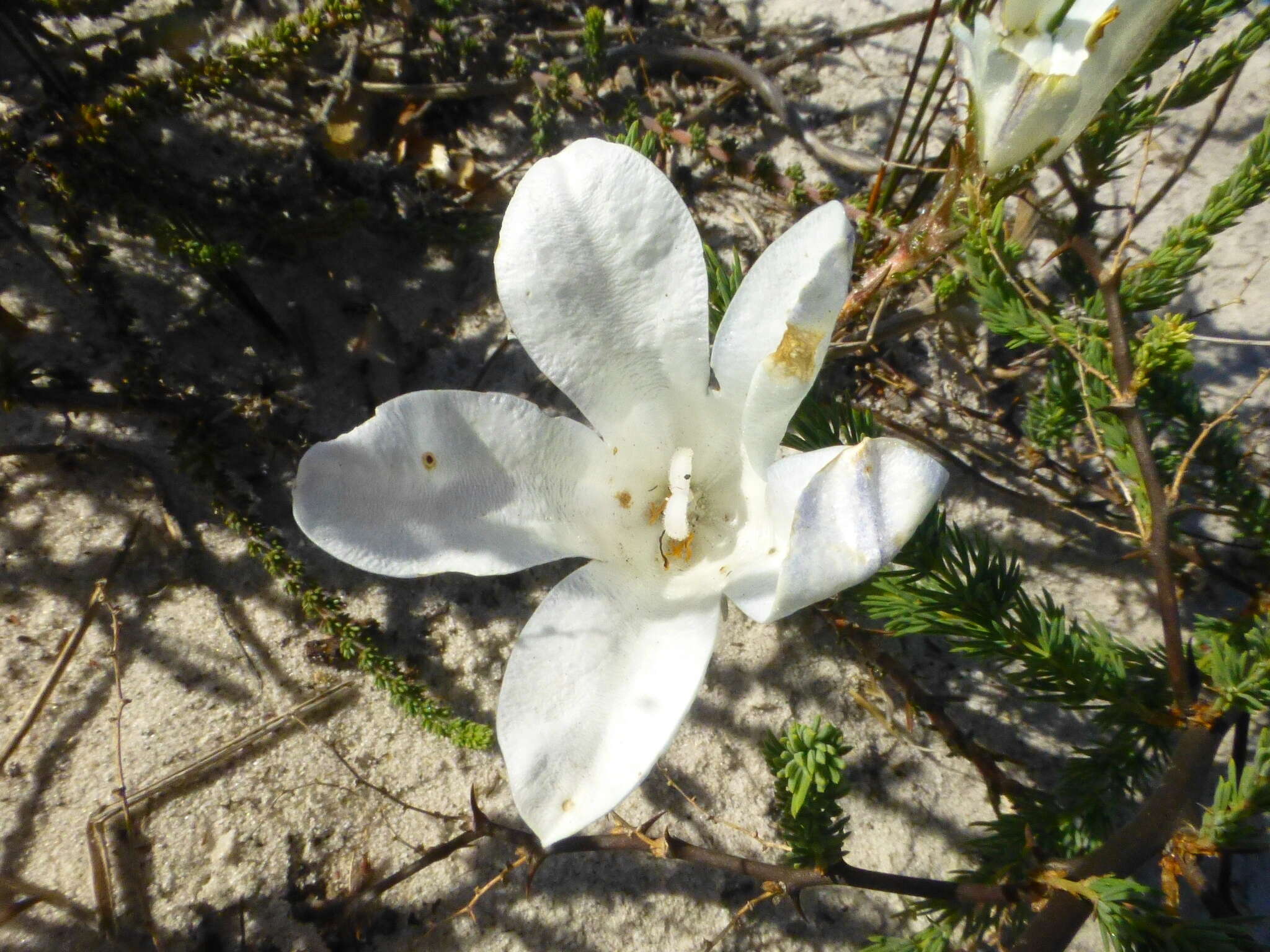 Image of Roella arenaria Schltr.