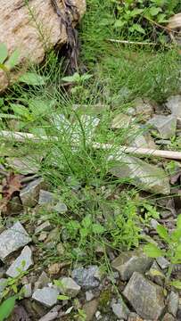 Слика од Equisetum arvense subsp. diffusum (D. Don) Fraser-Jenkins