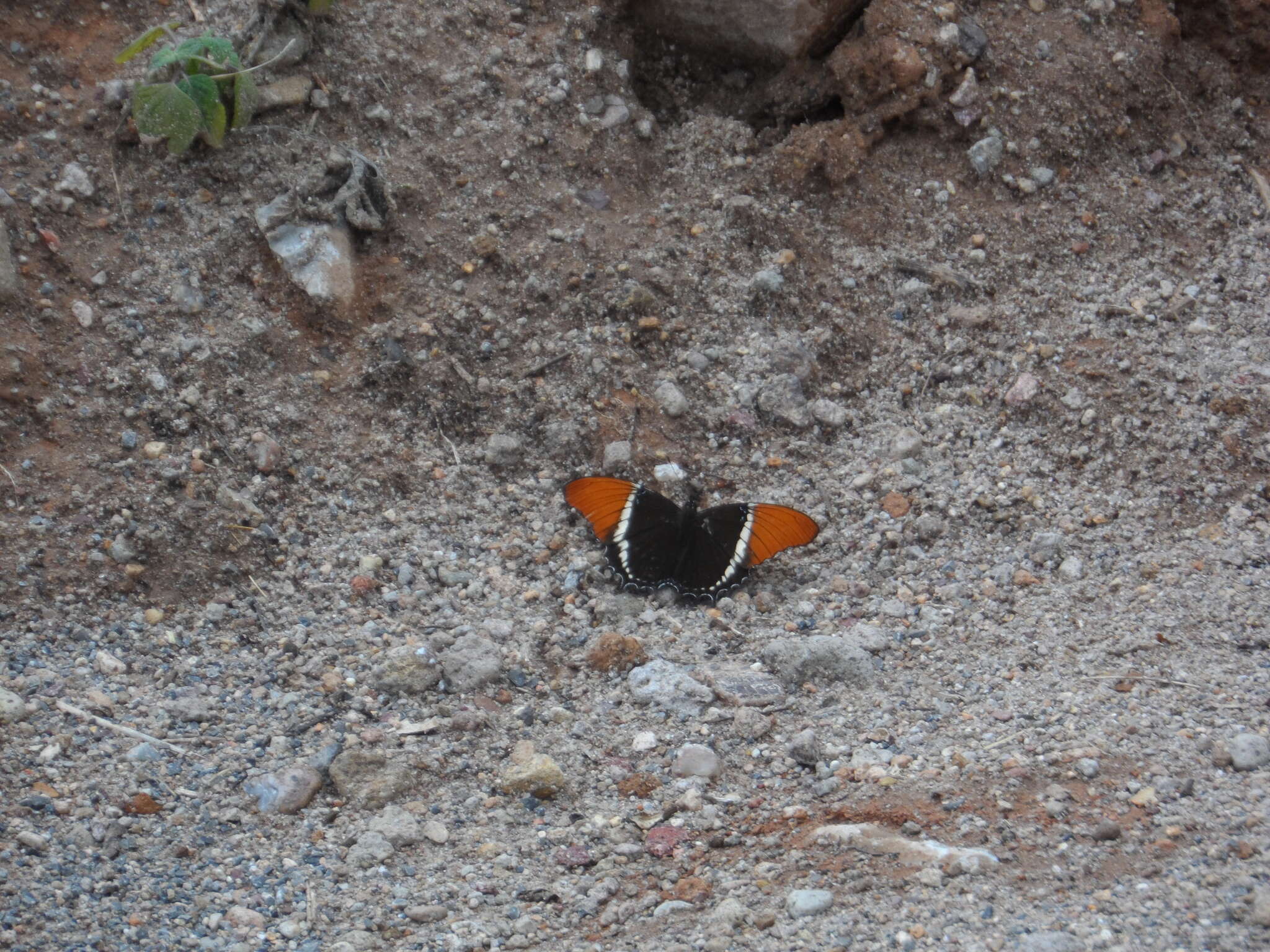 Image de Siproeta epaphus epaphus