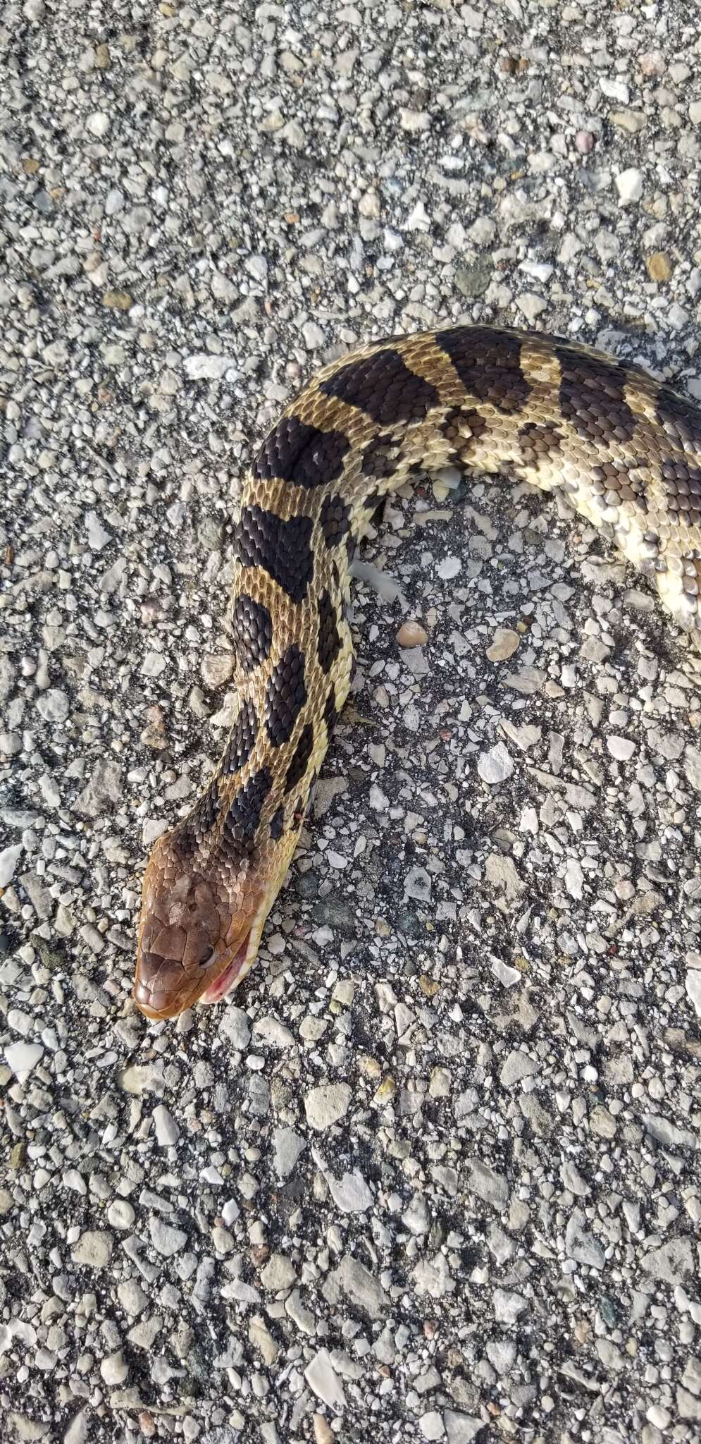 Image of Pantherophis ramspotti Crother, White, Savage, Eckstut, Graham & Gardner 2011