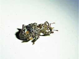 Image of Plum Curculio