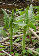 Image of Hasteola robusta (Tolmatch.) Pojark.