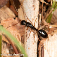 Image of <i>Camponotus elegans</i>