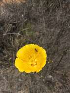 Image of Weed's mariposa lily