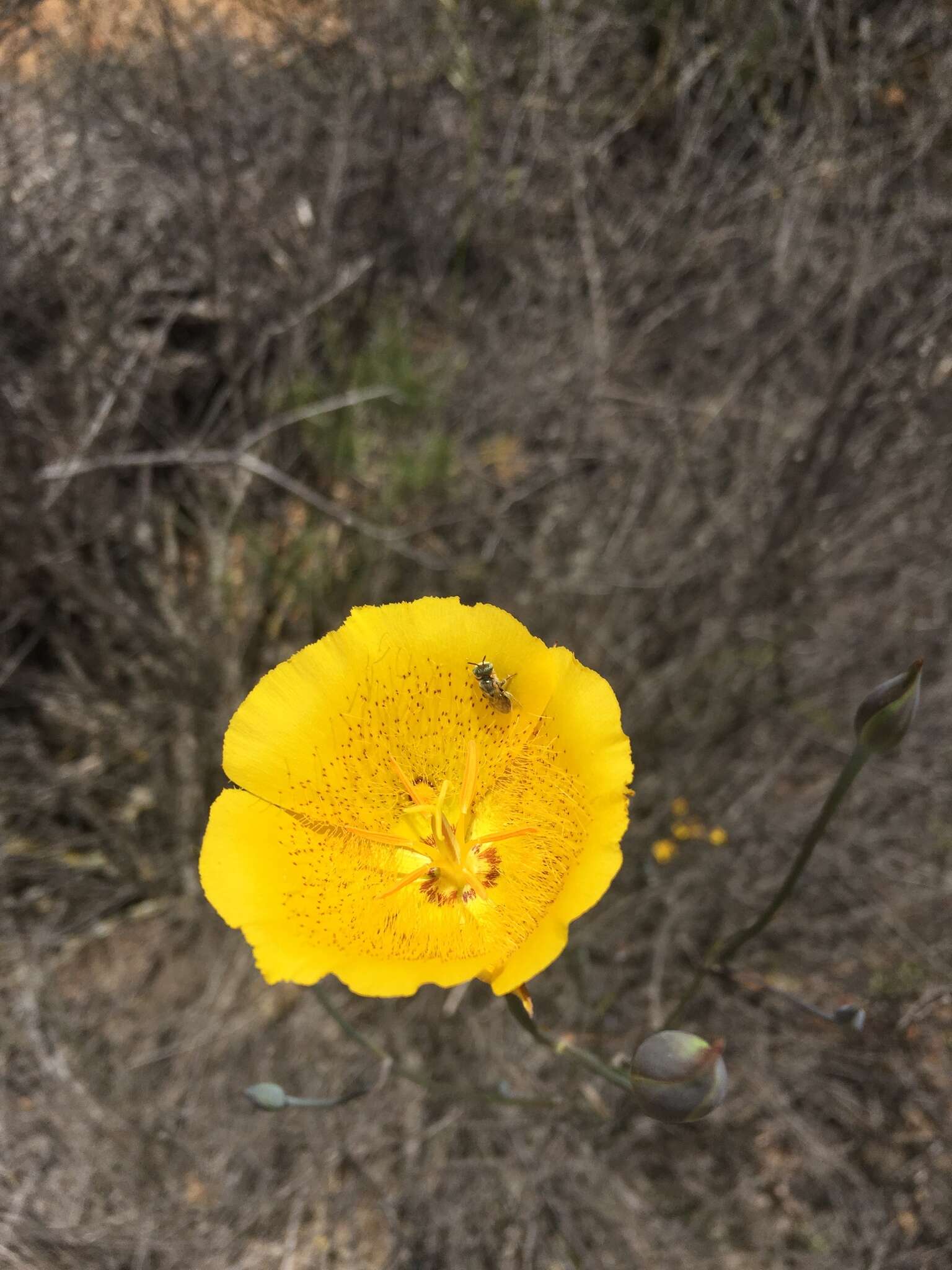 Image of Weed's mariposa lily