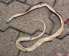 Image of Cross-marked Or Montane Grass Snake