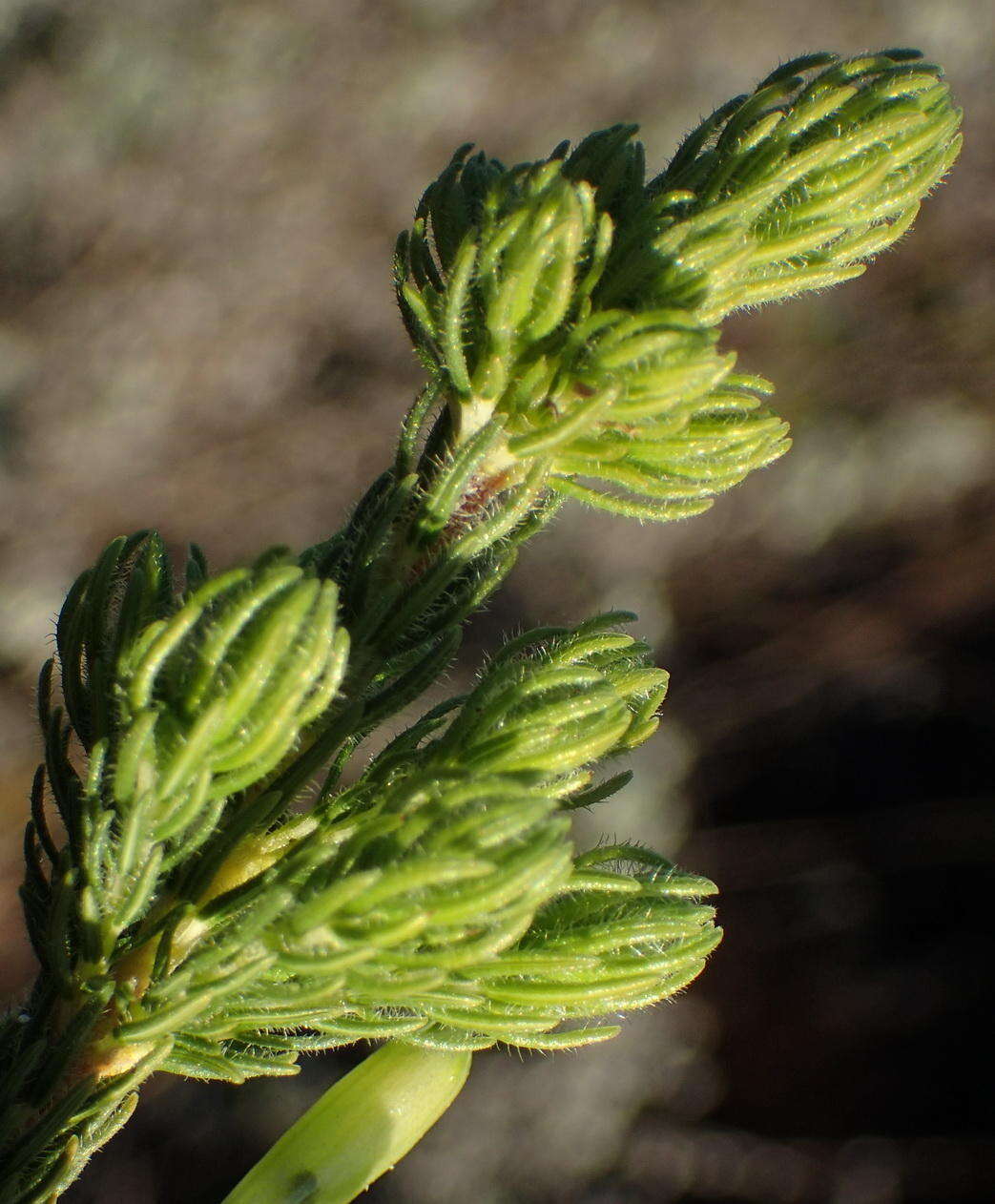 Image of Erica unicolor subsp. unicolor