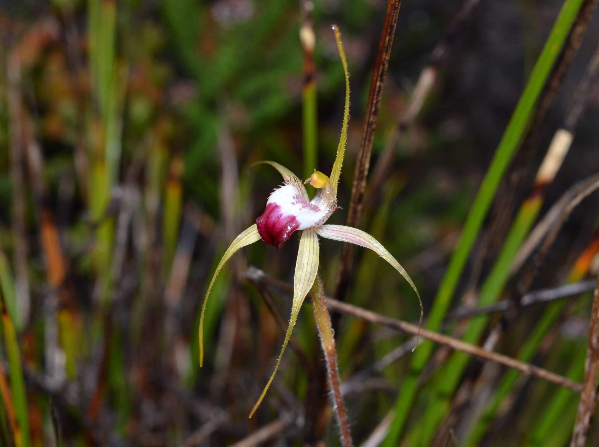 Plancia ëd Caladenia granitora Hopper & A. P. Br.