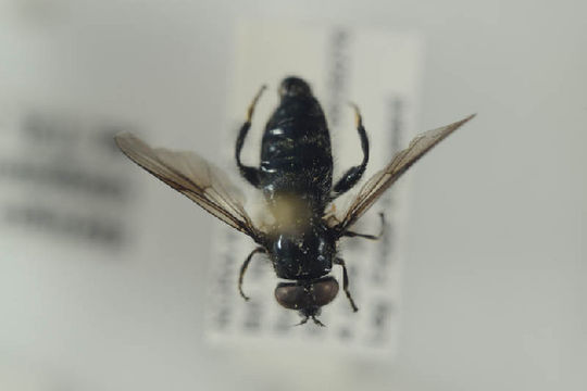 Image of <i>Pipiza austriaca</i>