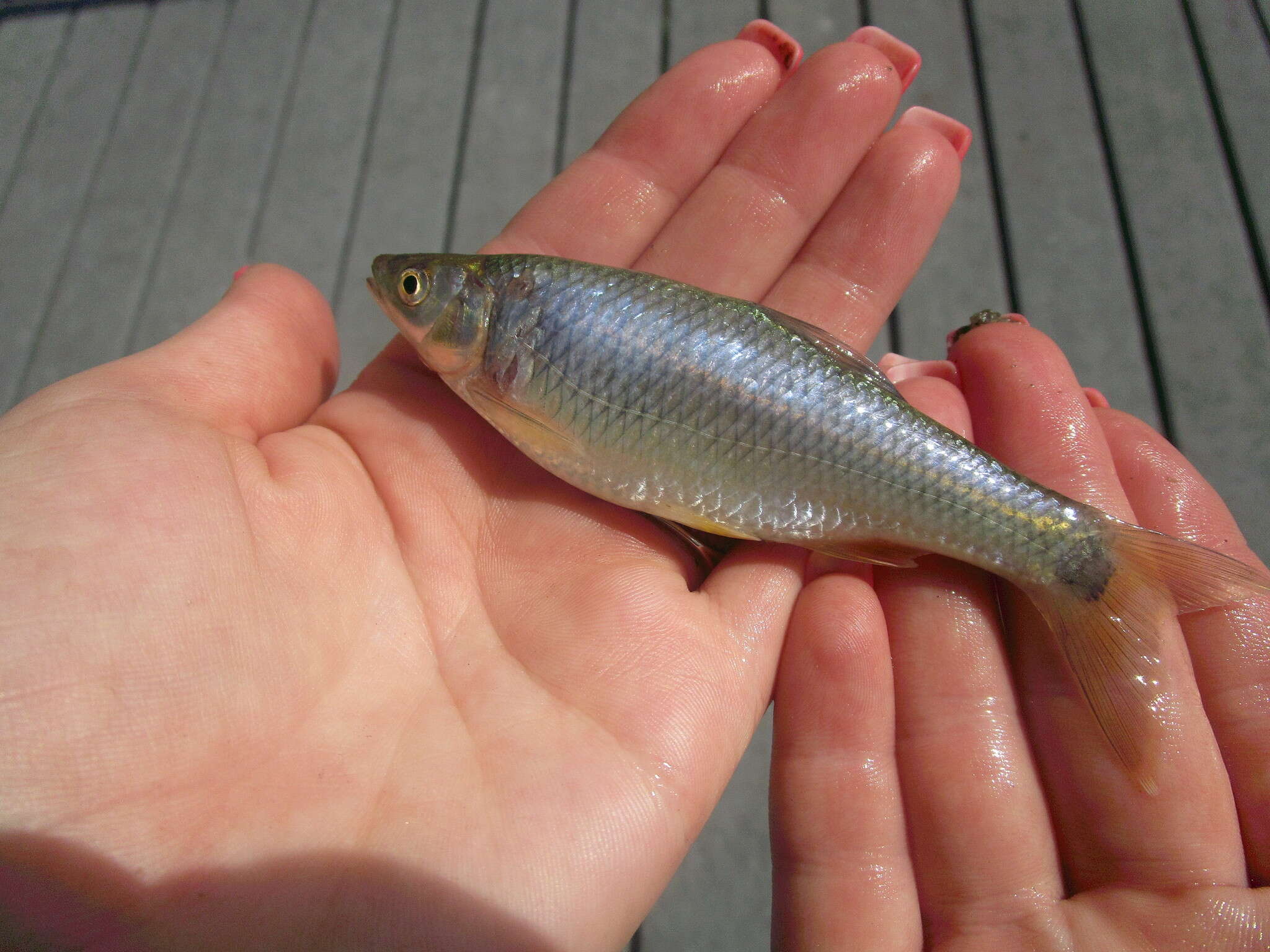 Image of Blacktail shiner