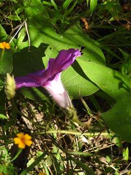 Image of Ipomoea villifera House