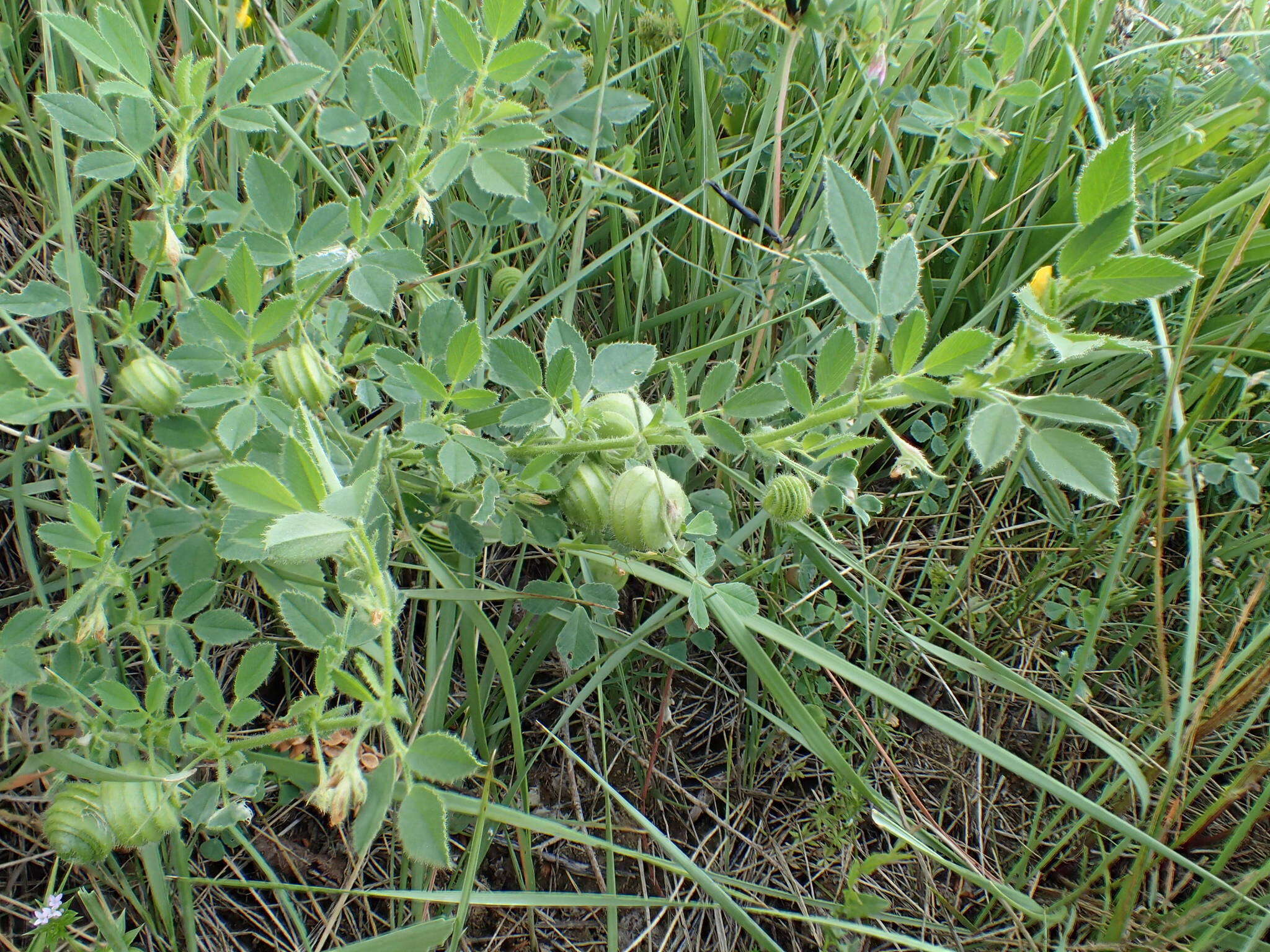 Image of snail medick