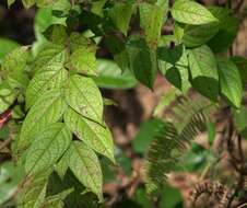 Image of Phyllanthus eriocarpus (Champ. ex Benth.) Müll. Arg.