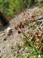 Image of Achillea biserrata M. Bieb.