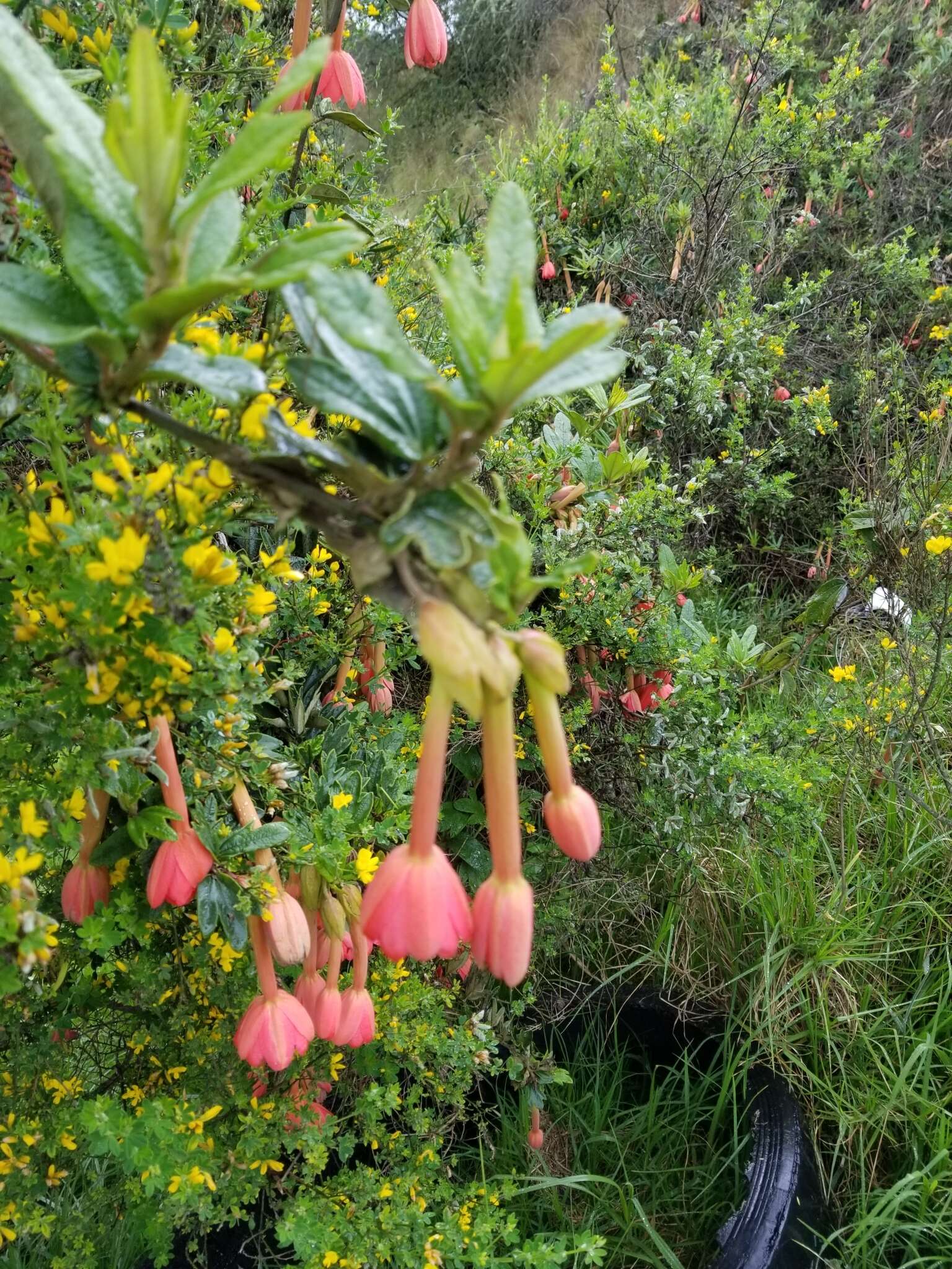 Imagem de Passiflora crispolanata Uribe