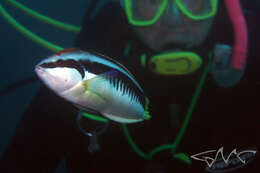 Image of Banana wrasse