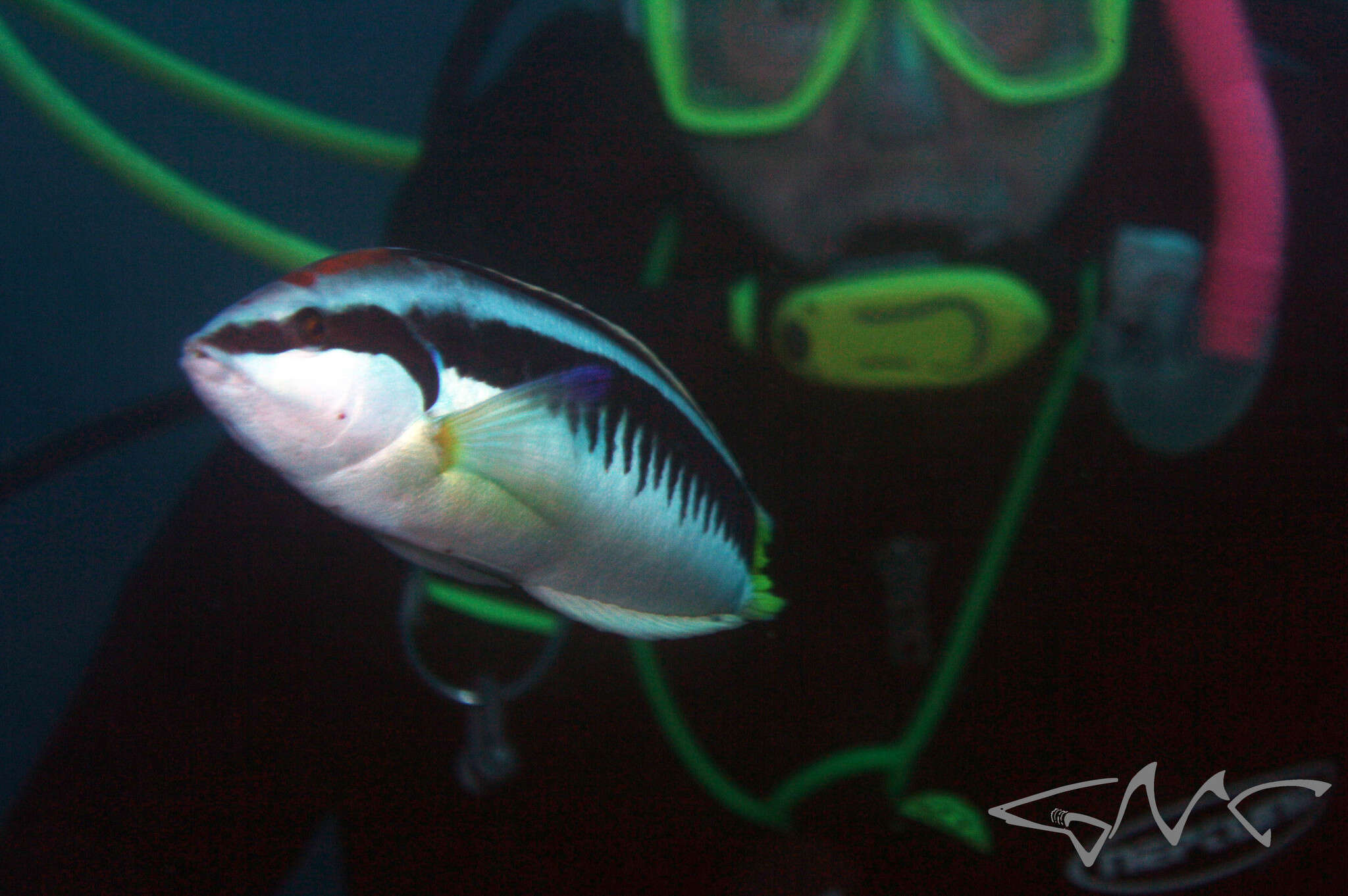 Image of Banana wrasse