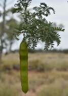 Plancia ëd Archidendropsis basaltica (F. Muell.) I. C. Nielsen