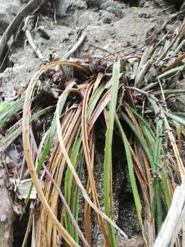 Bromelia palmeri Mez的圖片