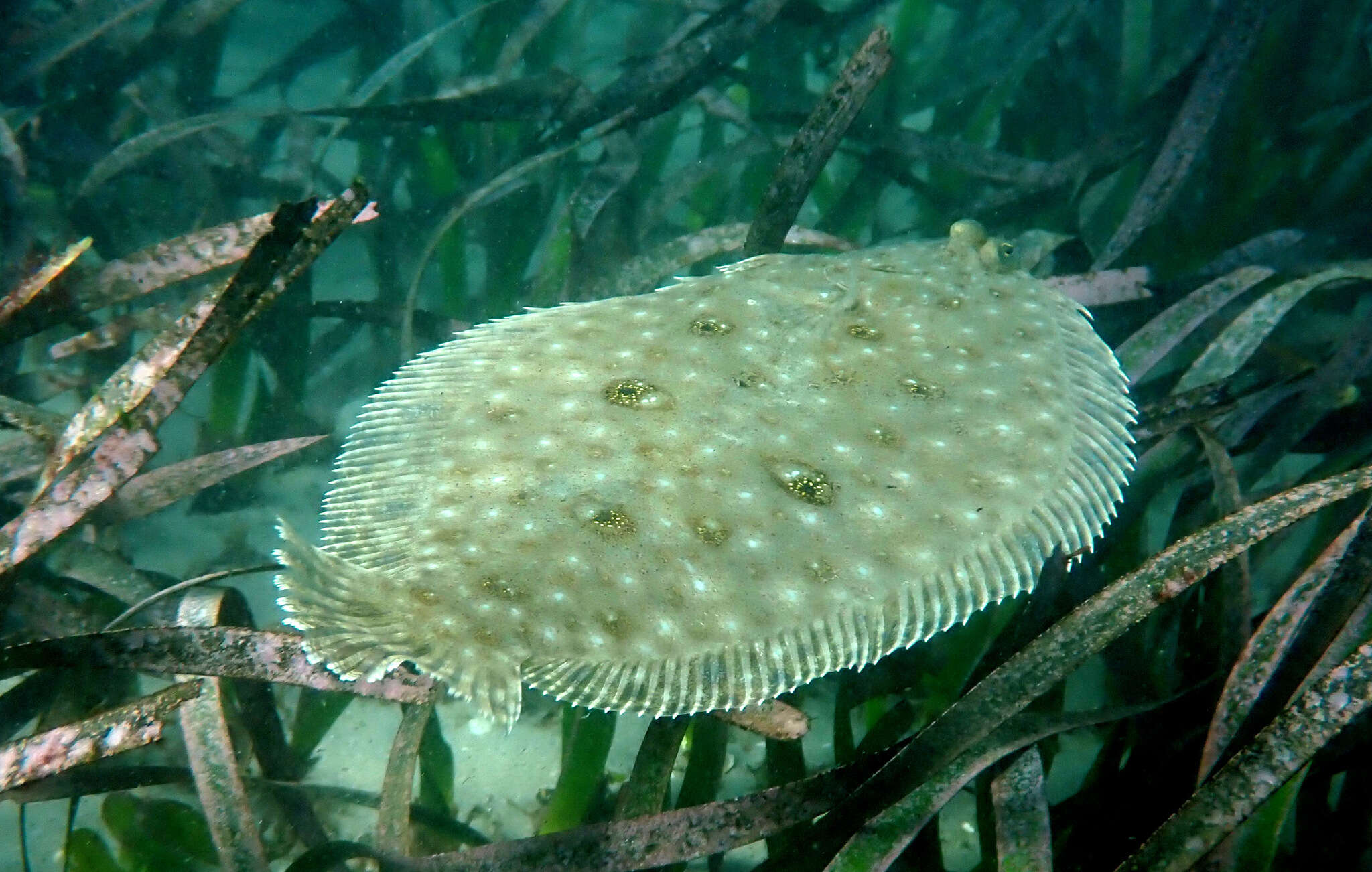 Image of Jenyn&#39;s flounder