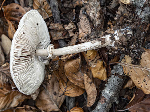 Image of Macrolepiota fuliginosa (Barla) Bon 1977