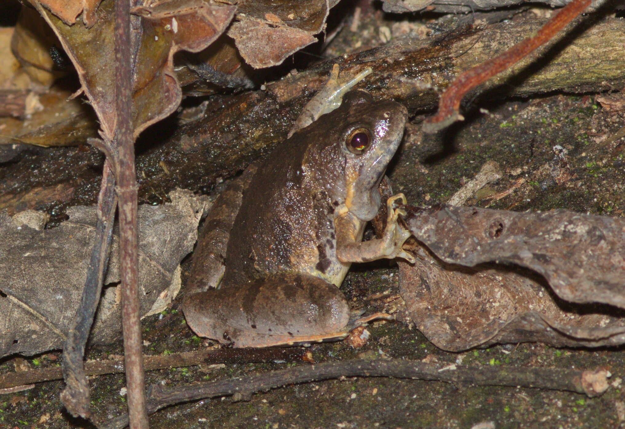 Image of Berdmore's Chorus Frog