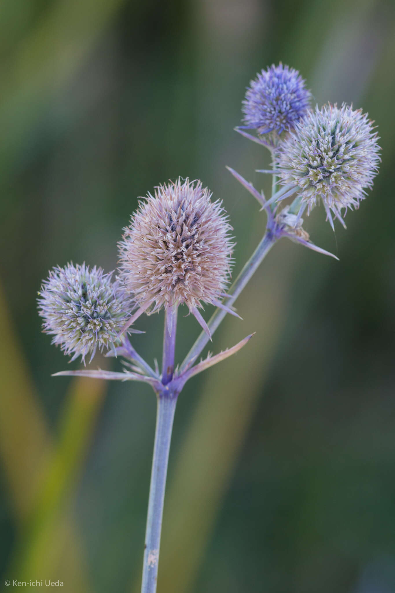 Imagem de Eryngium articulatum Hook.