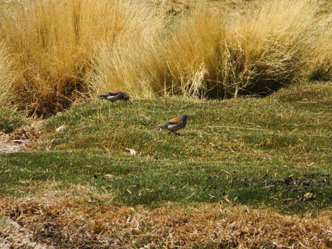 Image of Red-backed Sierra Finch