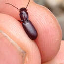 Image of Pterostichus (Leptoferonia) caligans G. Horn 1891