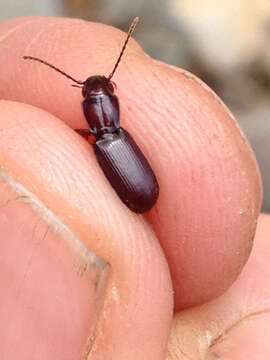 Imagem de Pterostichus (Leptoferonia) caligans G. Horn 1891