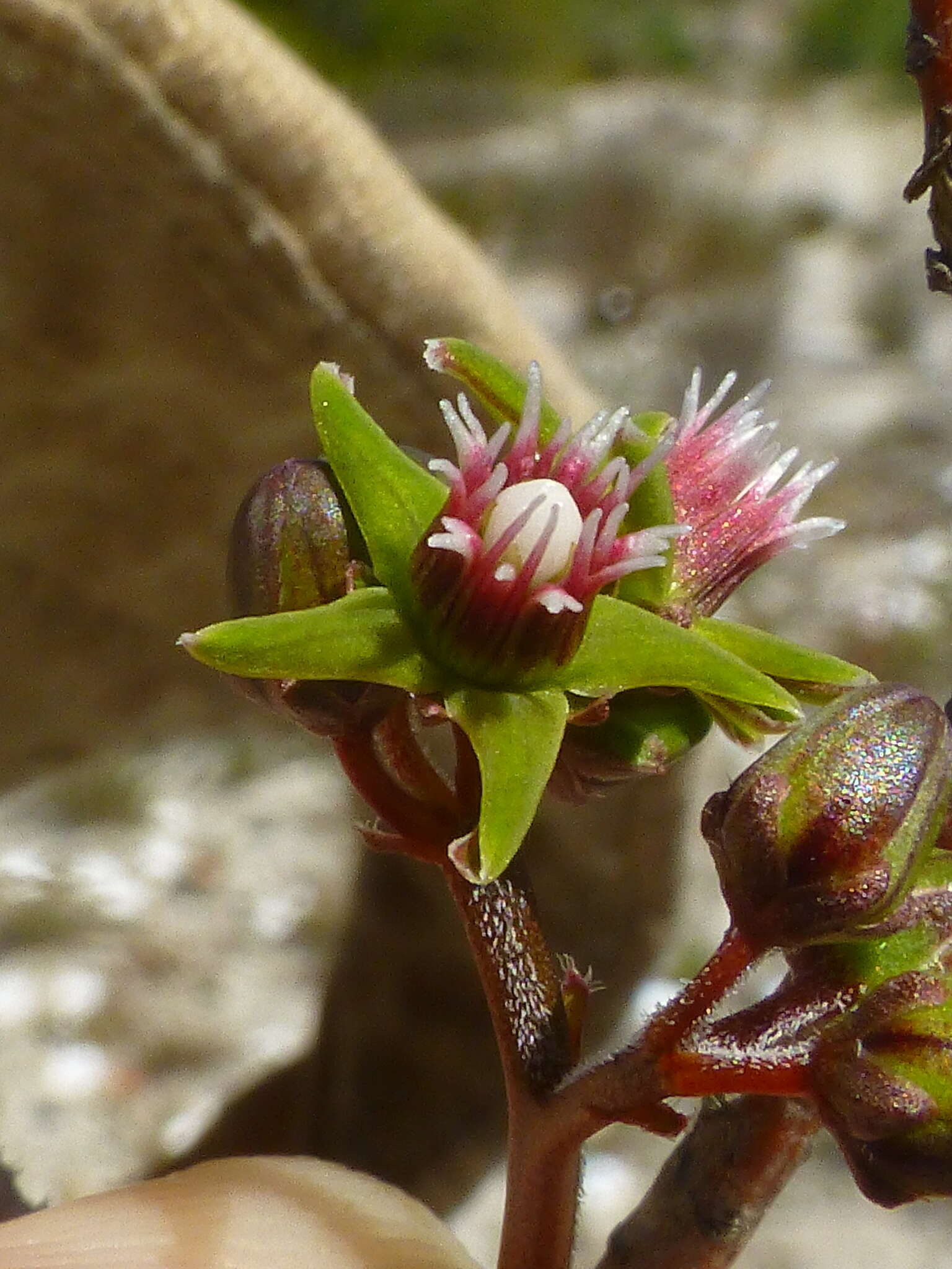 Image of Eustegia minuta (L. fil.) N. E. Br.