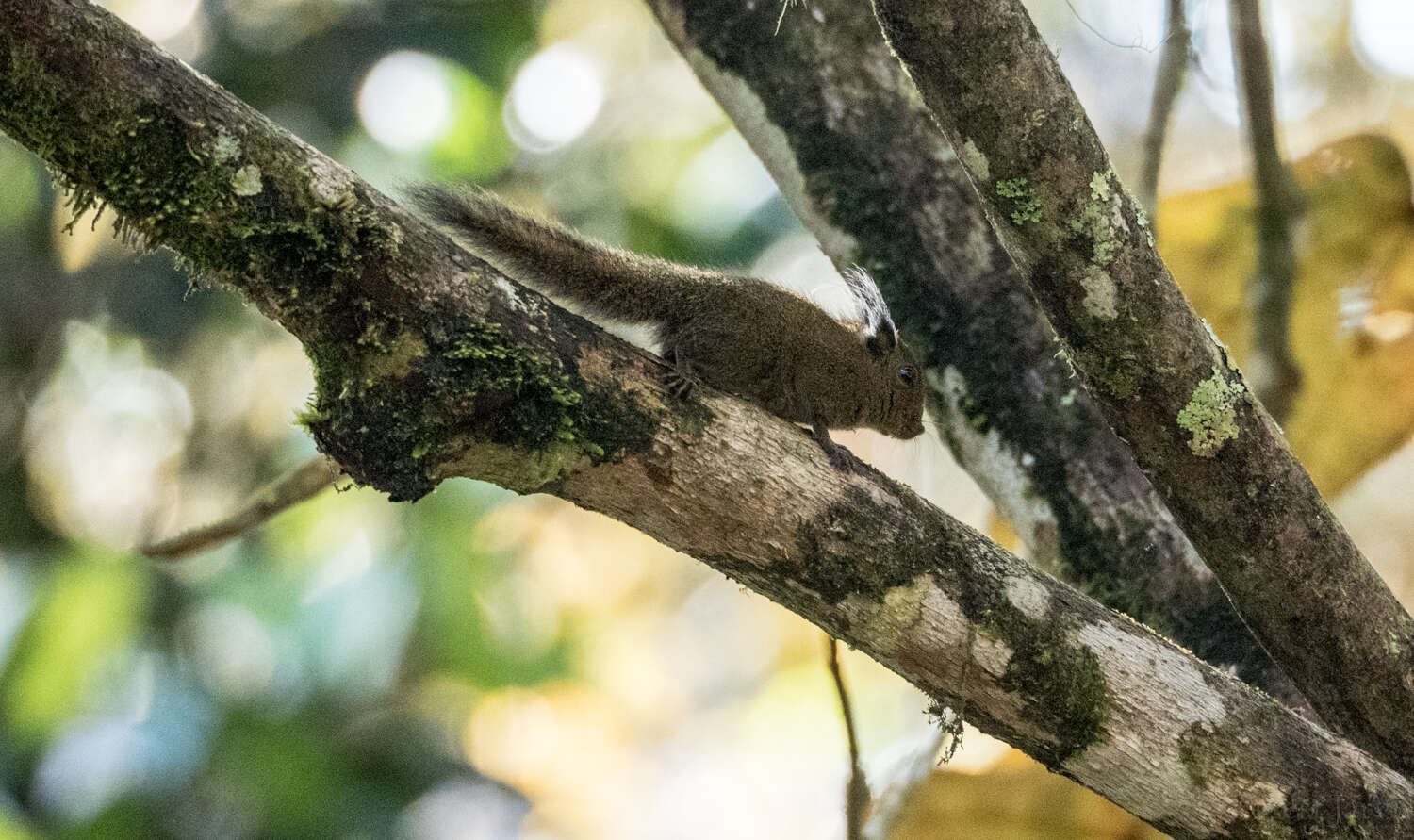 Imagem de Exilisciurus whiteheadi (Thomas 1887)