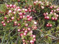 Image of Gaultheria mucronata (L. fil.) E. J. Remy