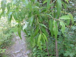 Salix amygdaloides Anderss. resmi